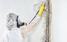 Mold Odor Removal Services in Providence Village, TX